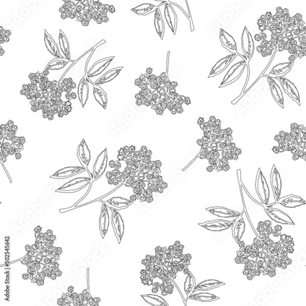 Obraz Elderflower vector seamless pattern