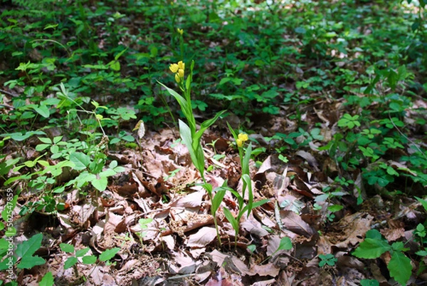 Fototapeta 絶滅危惧種　キンラン