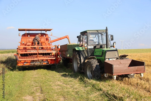 Fototapeta Harvesting field beans