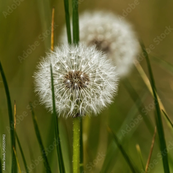 Obraz Pusteblume