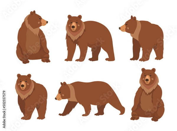 Obraz Wild brown bear cartoon character flat vector illustrations set. Collection of drawings of cute comic grizzly bear standing, sitting and walking isolated on white background. Wildlife, nature concept