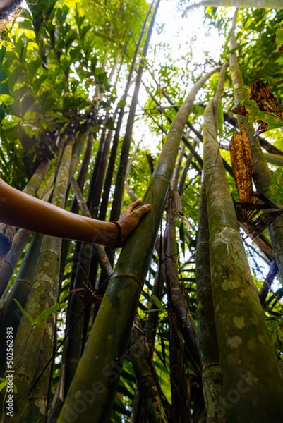 Obraz tropical forest