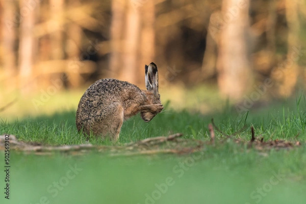 Obraz Zając  zakrywa oczy 