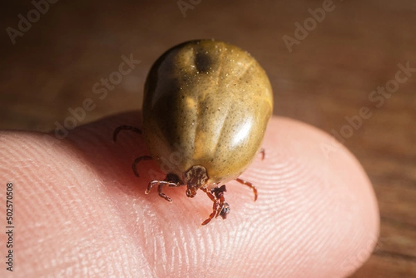 Fototapeta Full Tick