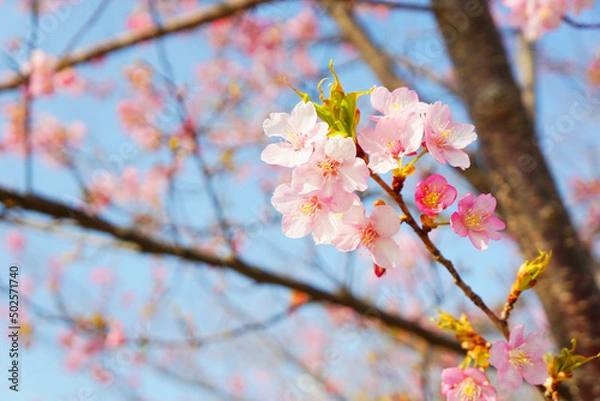 Fototapeta 桜咲く