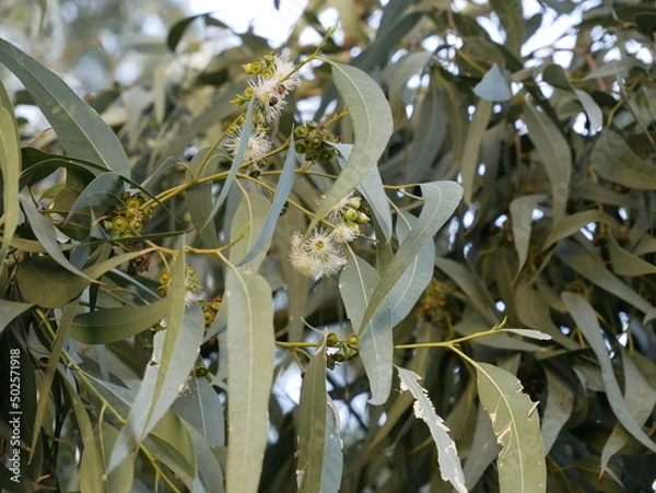 Fototapeta Small fragrant white eucalyptus flowers on a background of green leaves and buds. Flowering of medicinal plants in a natural environment on a sunny spring day.