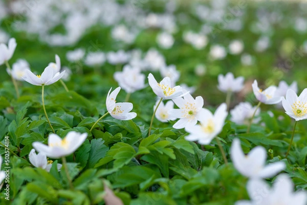 Fototapeta Blurred image of spring anemone flowers on a bright green background on a sunny day.