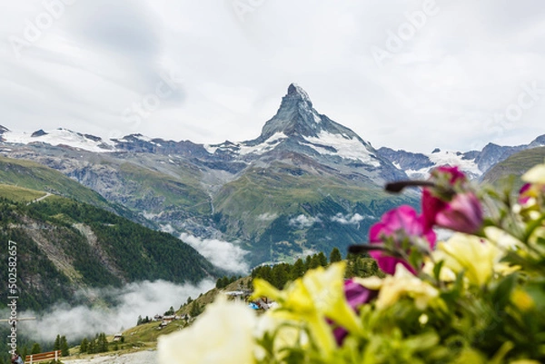 Fototapeta Idyllic landscape in the Alps with fresh green meadows and blooming flowers and snowcapped mountain tops in the background.
