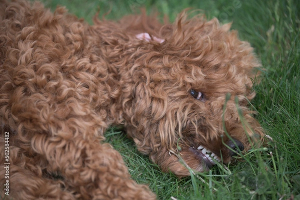 Fototapeta red cockapoo lying on the grass