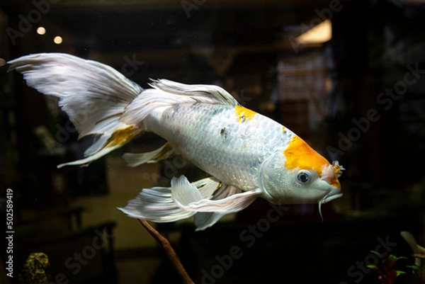 Obraz Aquarium fish series 2