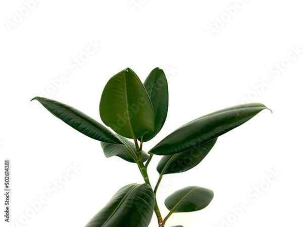 Obraz leaves isolated on white background