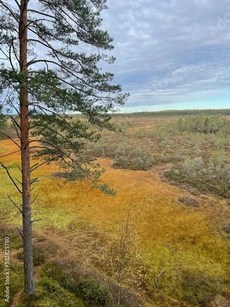 Obraz Nature in autumn