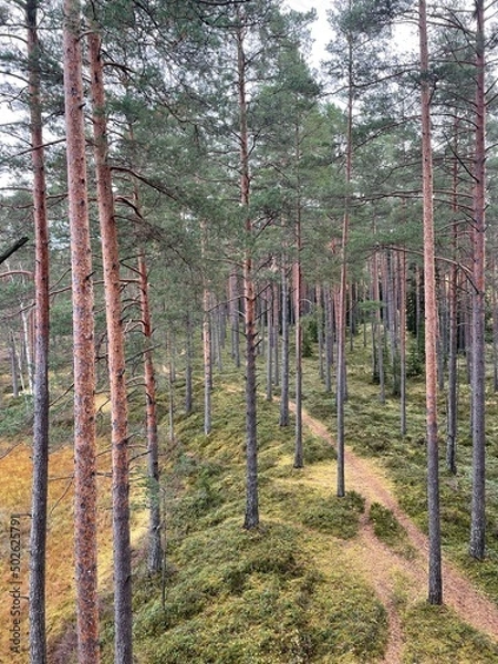 Obraz Green Estonian forest