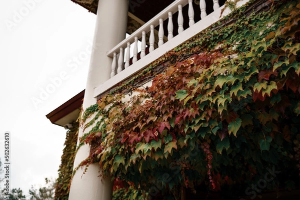 Fototapeta 壁面緑化のバルコニー