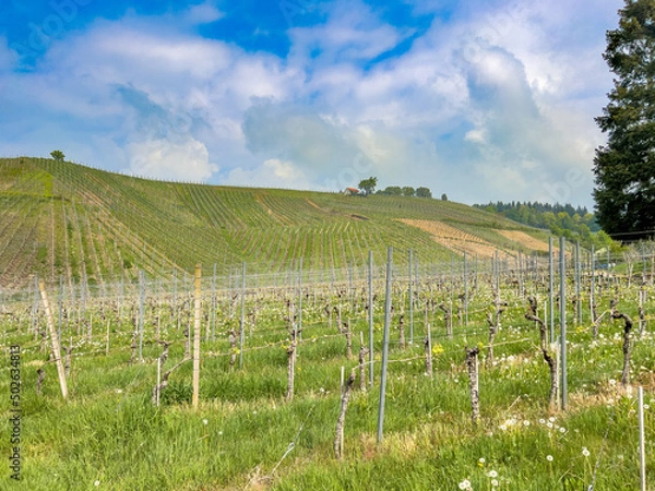 Obraz Wolkiger Weinberg