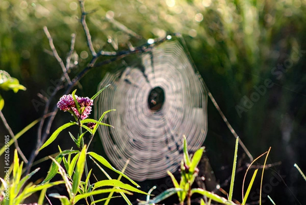 Obraz Pink Flower and Web