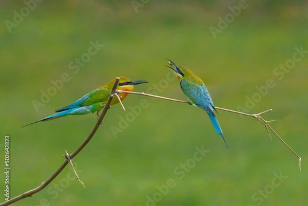 Fototapeta Blue tailed Bee-eater pair and their behaviour 