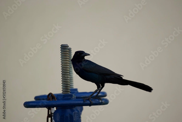 Obraz Black crow standing on its perch
