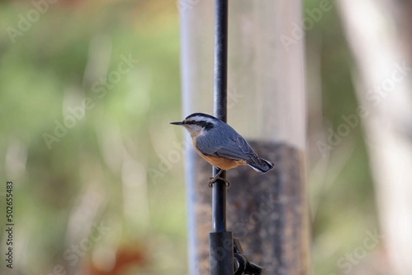 Fototapeta A red breasted nuthatch (Sitta canadensis) perched on a bird feeder