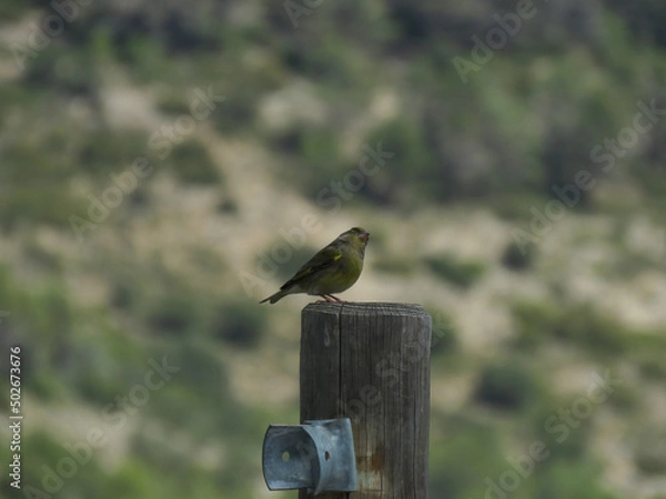 Obraz small wild bird of the genus Chloris, commonly called the greenfinch, perched on a wooden post