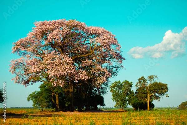 Obraz As árvores que florescem nossos campos 