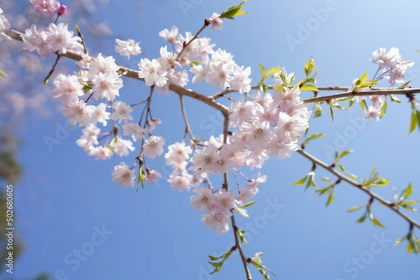 Obraz 桜
