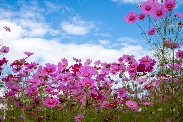 Fototapeta 風景素材　爽かな秋陽に映える可愛いコスモスの花
