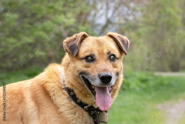Fototapeta Portrait of a young blind dog in a shelter for homeless animals.The concept of helping sick animals.