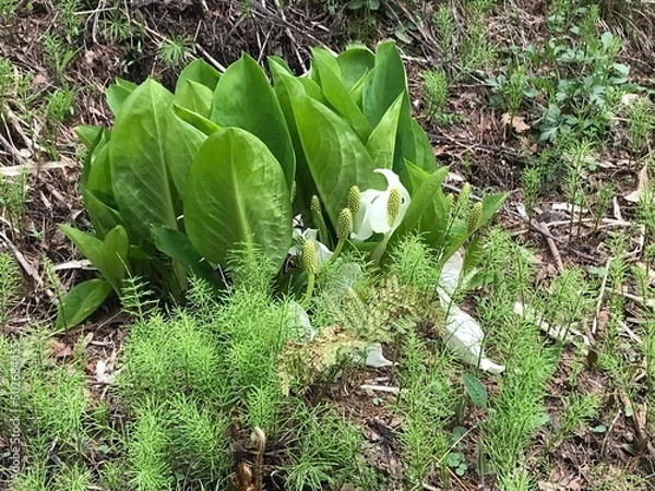 Fototapeta ミズバショウ