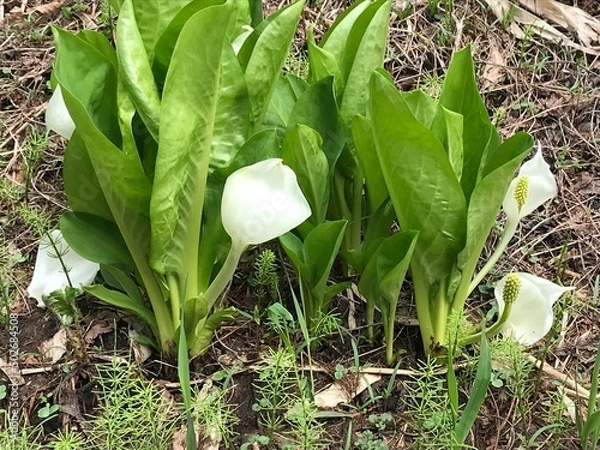 Fototapeta ミズバショウ