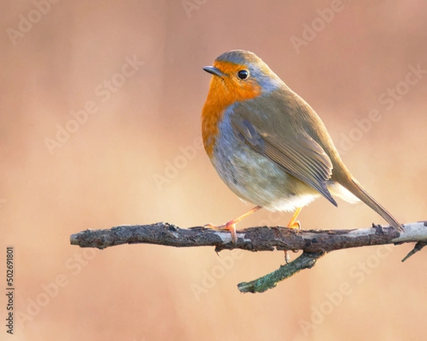 Fototapeta Eurasian Robin with backlit light