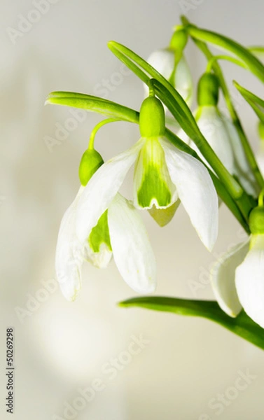Obraz Beautiful bouquet of snowdrops