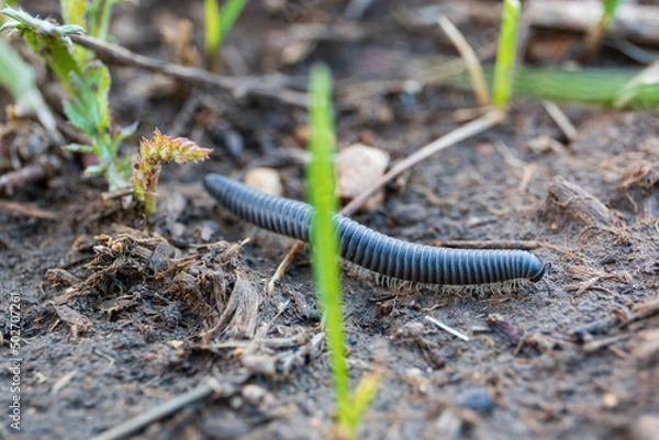 Fototapeta black worms crawling on the ground, invertebrates, inhabitants of agricultural fields