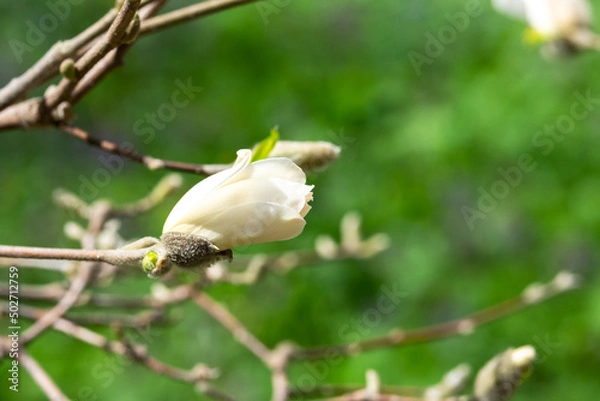 Fototapeta White magnolia flowers on a branch close-up. Beautiful blooming spring tree in the park
