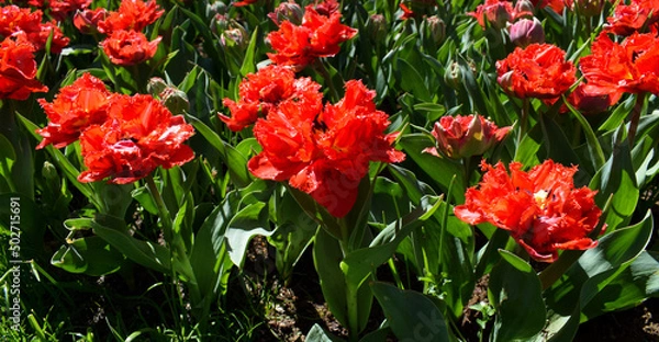 Obraz Red tulips flower bed