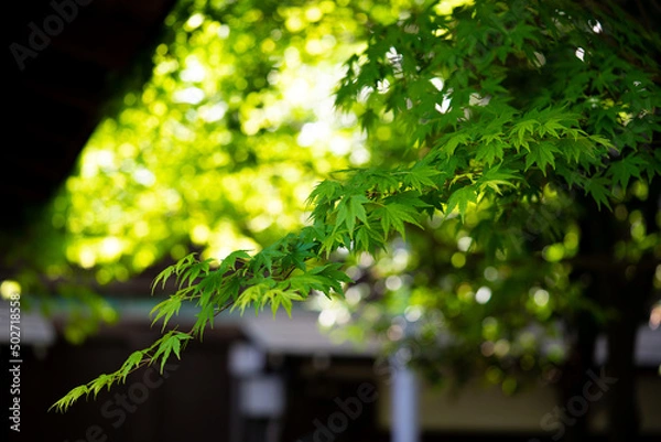 Fototapeta 青紅葉