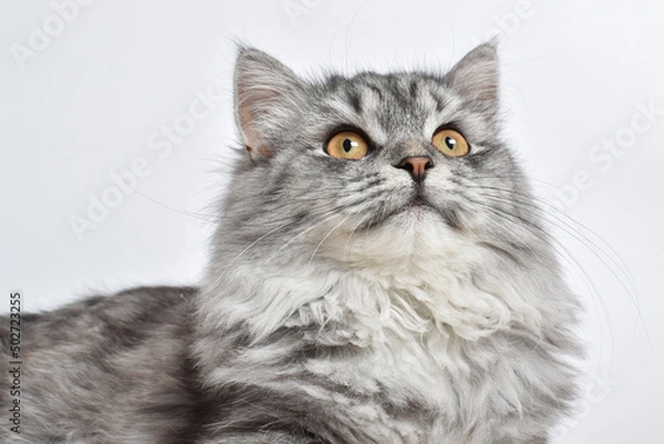 Fototapeta With a fluffy gray cat on a white background. A place to copy