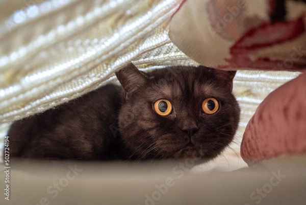 Obraz frightened cat hides under blanket