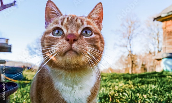 Fototapeta Ginger cat with blue eyes on the grass in the village