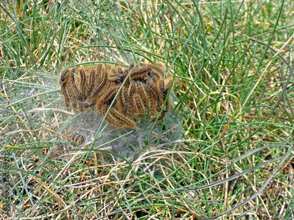 Obraz Chenilles processionnaires00