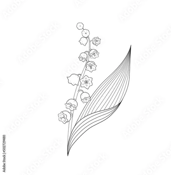 Fototapeta Lily of the valley. Black and white illustration of a lily of the valley. Outline (sketch) of a flower on a white background. Idea for tattoos and postcards.