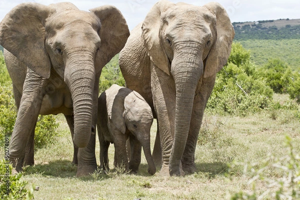 Obraz Elephant family