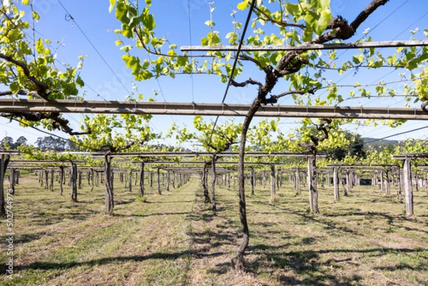 Fototapeta Albariño vineyard plantation in the Rias Baixas