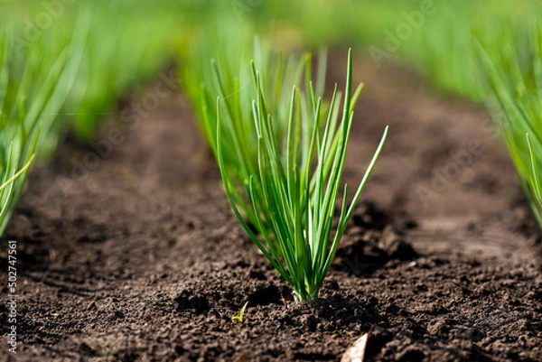 Fototapeta A row of young spring shoots of green onions in the garden. Selective focus.