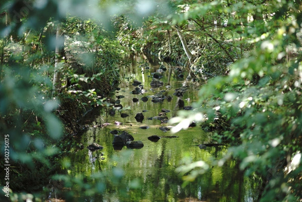 Obraz Park with pond and forest