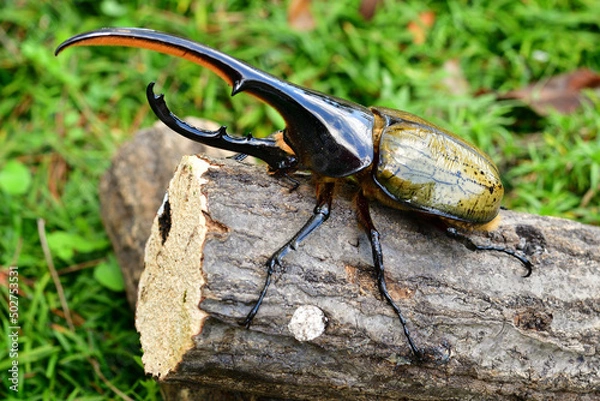 Obraz ヘラクレスオオカブト
