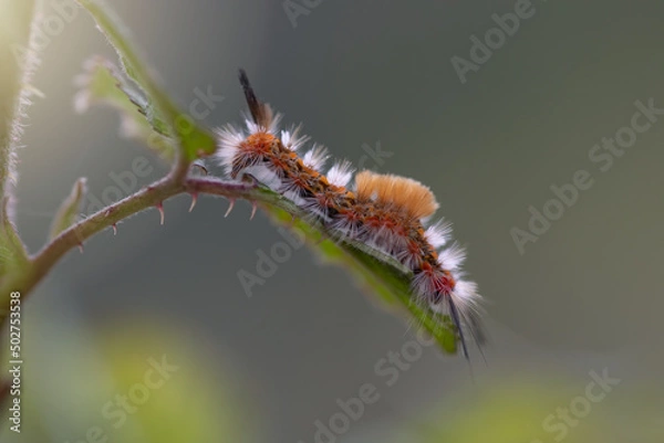 Fototapeta lateral view of an orgia recens caterpillar in its larval stage, ready to become a chrysalis and then a butterfly. hairy caterpillar, details.