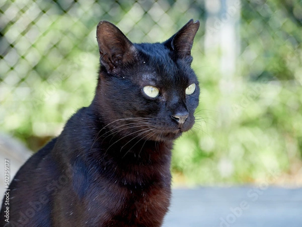 Obraz 黒猫の雌（地域猫）