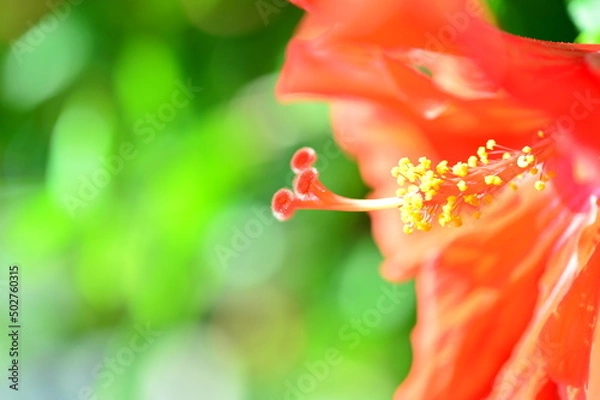 Fototapeta 赤いハイビスカスが美しく咲く