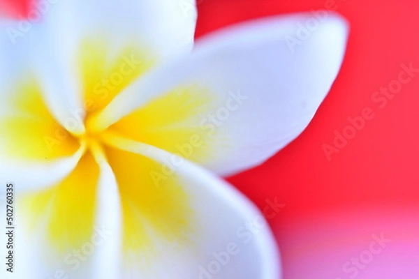 Fototapeta 黄色と白のコントラスが美しいプルメリア